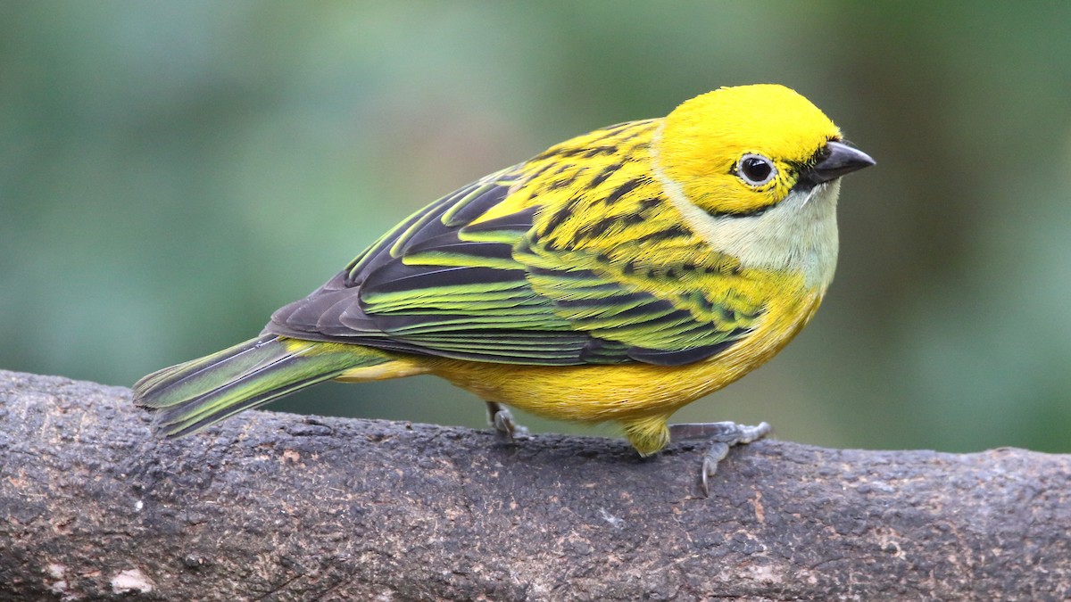 Silver-throated Tanager - Rick Folkening