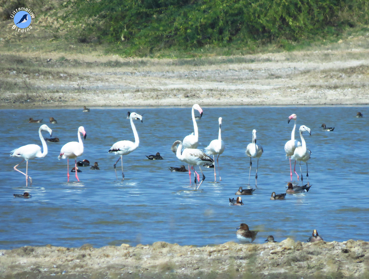 Greater Flamingo - ML614584319