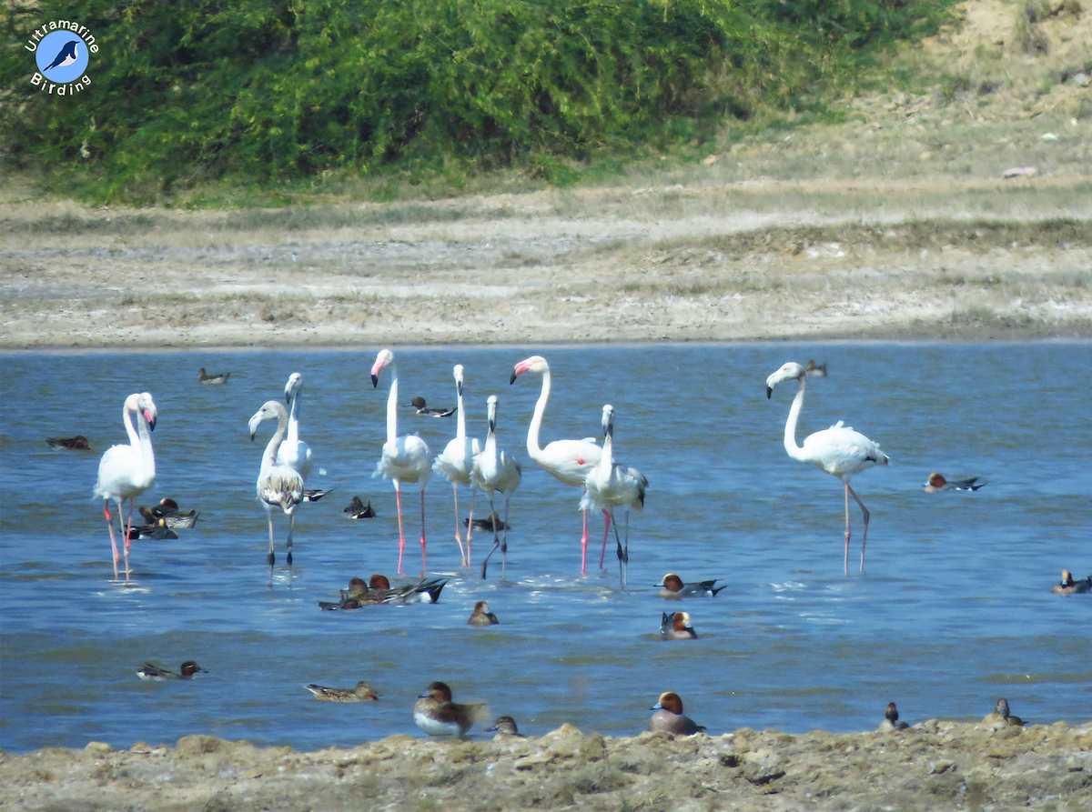 Greater Flamingo - ML614584321