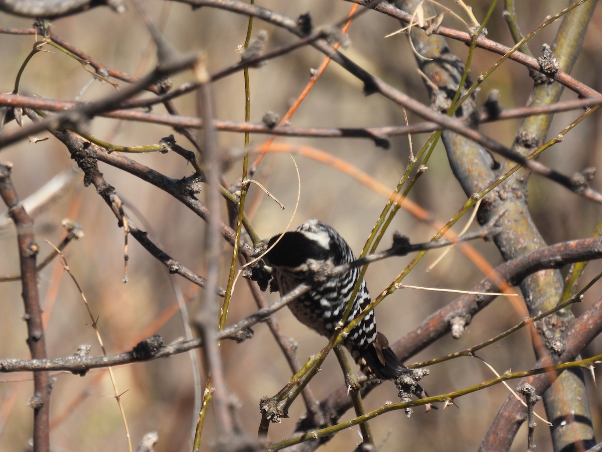 Ladder-backed Woodpecker - ML614584341