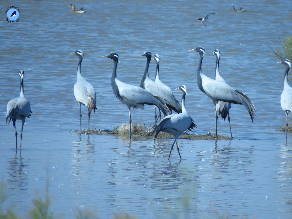 Demoiselle Crane - ML614584344