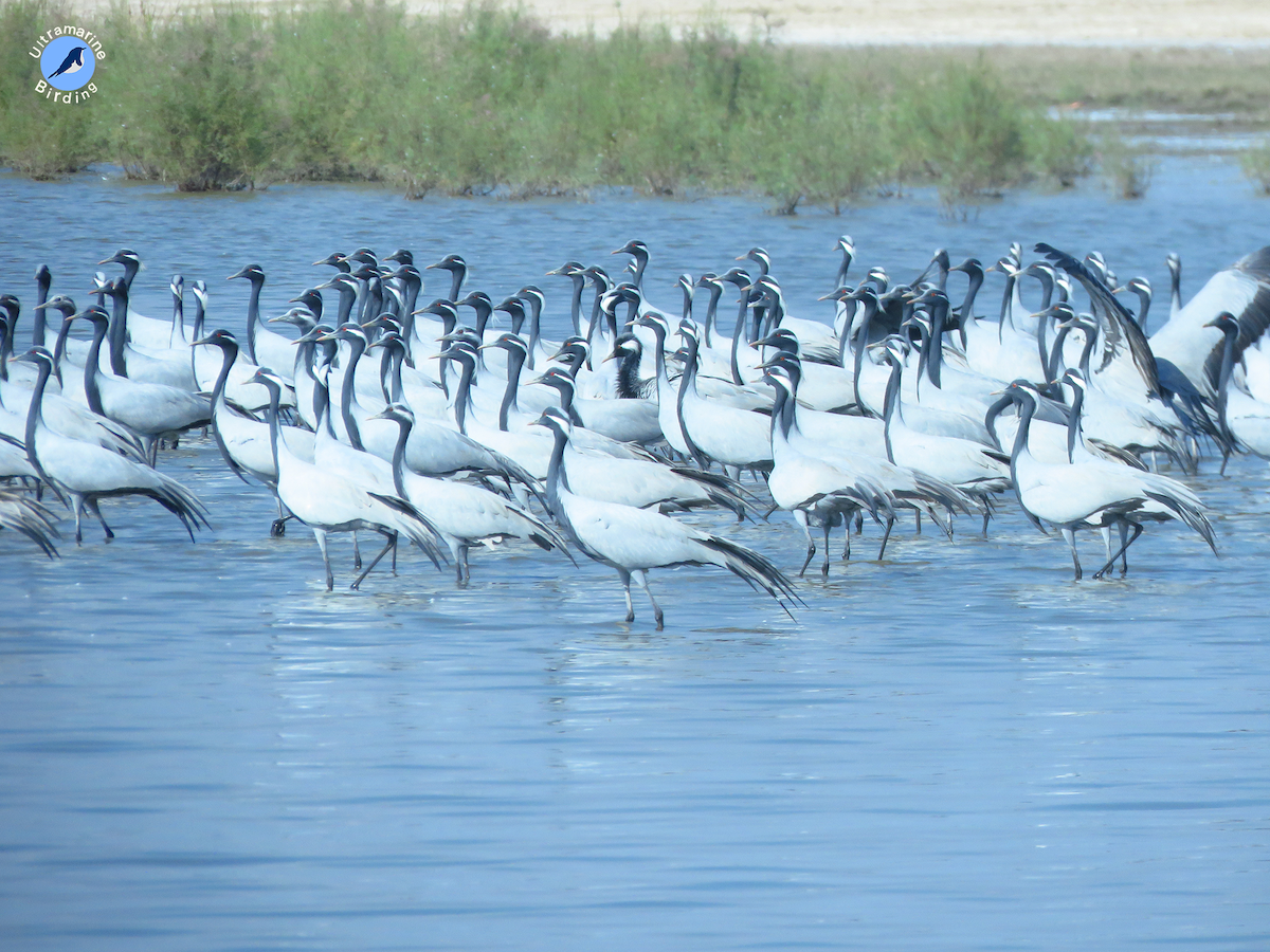 Demoiselle Crane - ML614584345