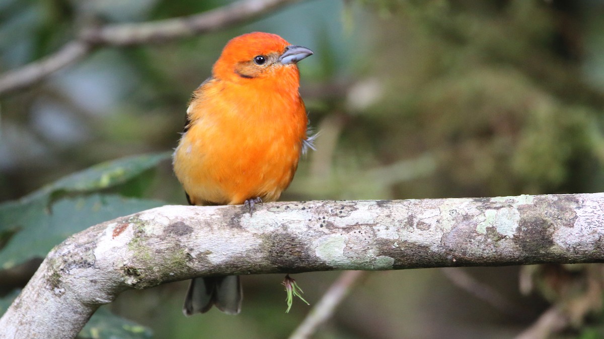 Flame-colored Tanager - Rick Folkening