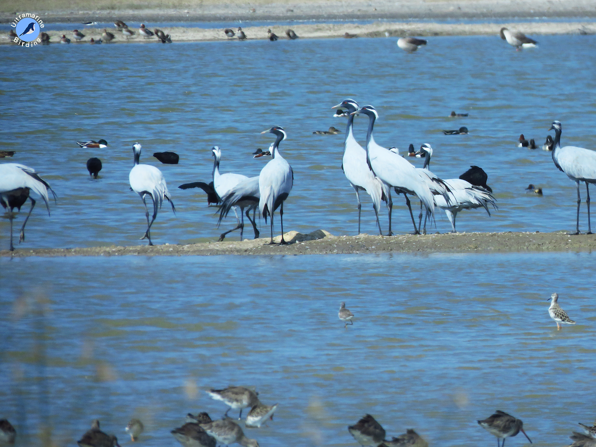 Demoiselle Crane - ML614584361