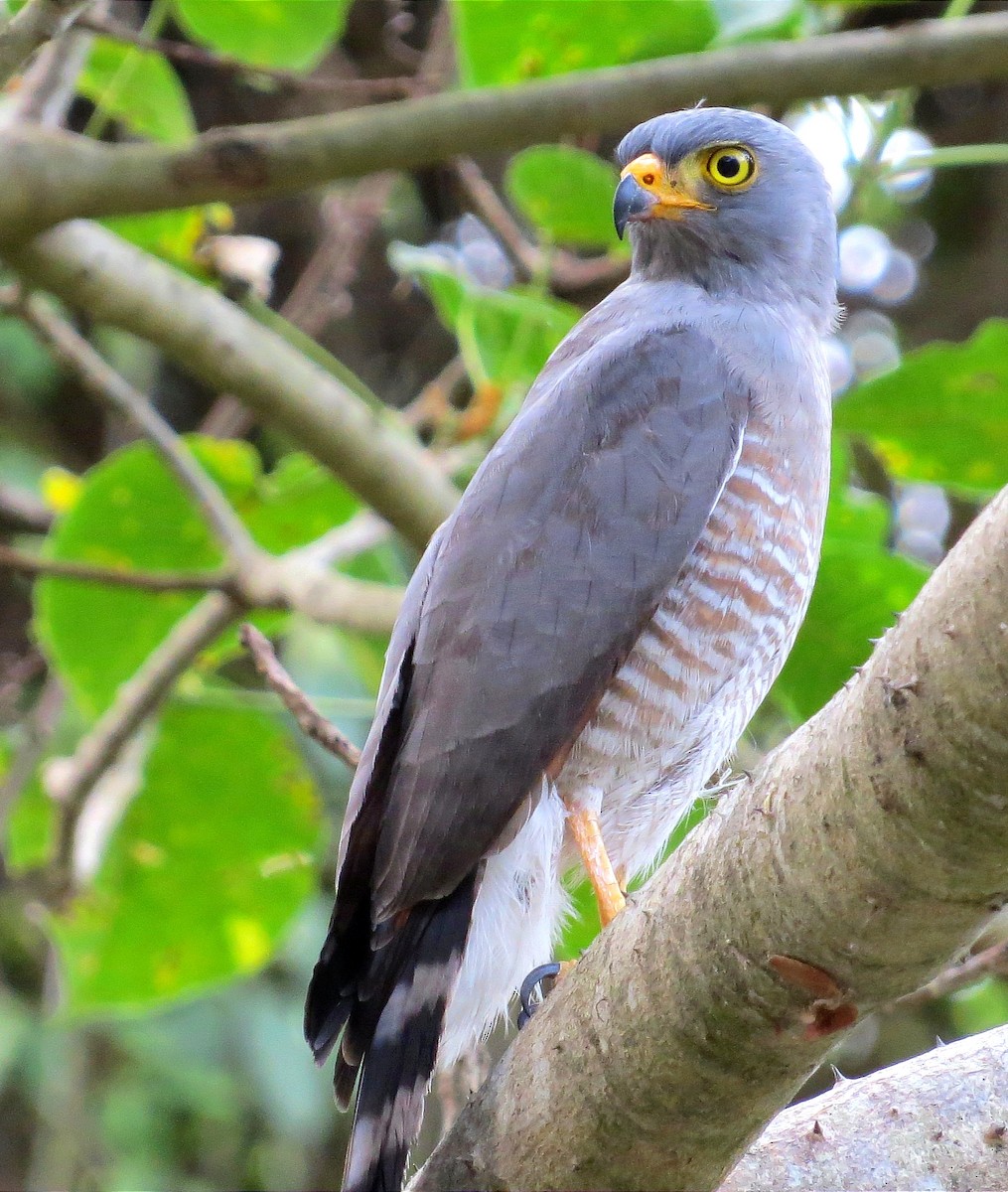 Roadside Hawk - ML614584364