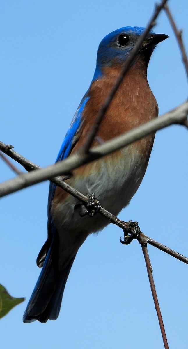Eastern Bluebird - Jay Huner