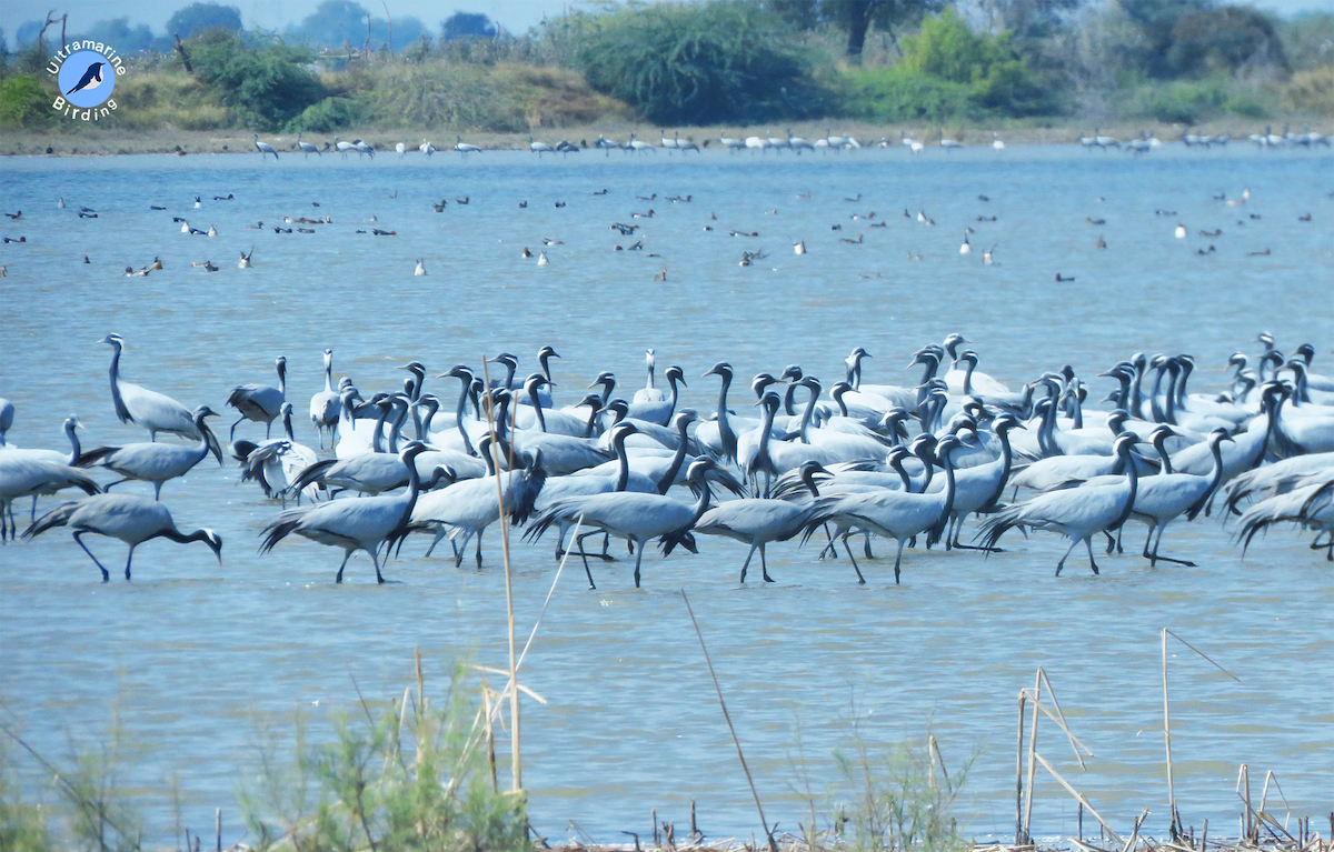 Demoiselle Crane - ML614584370