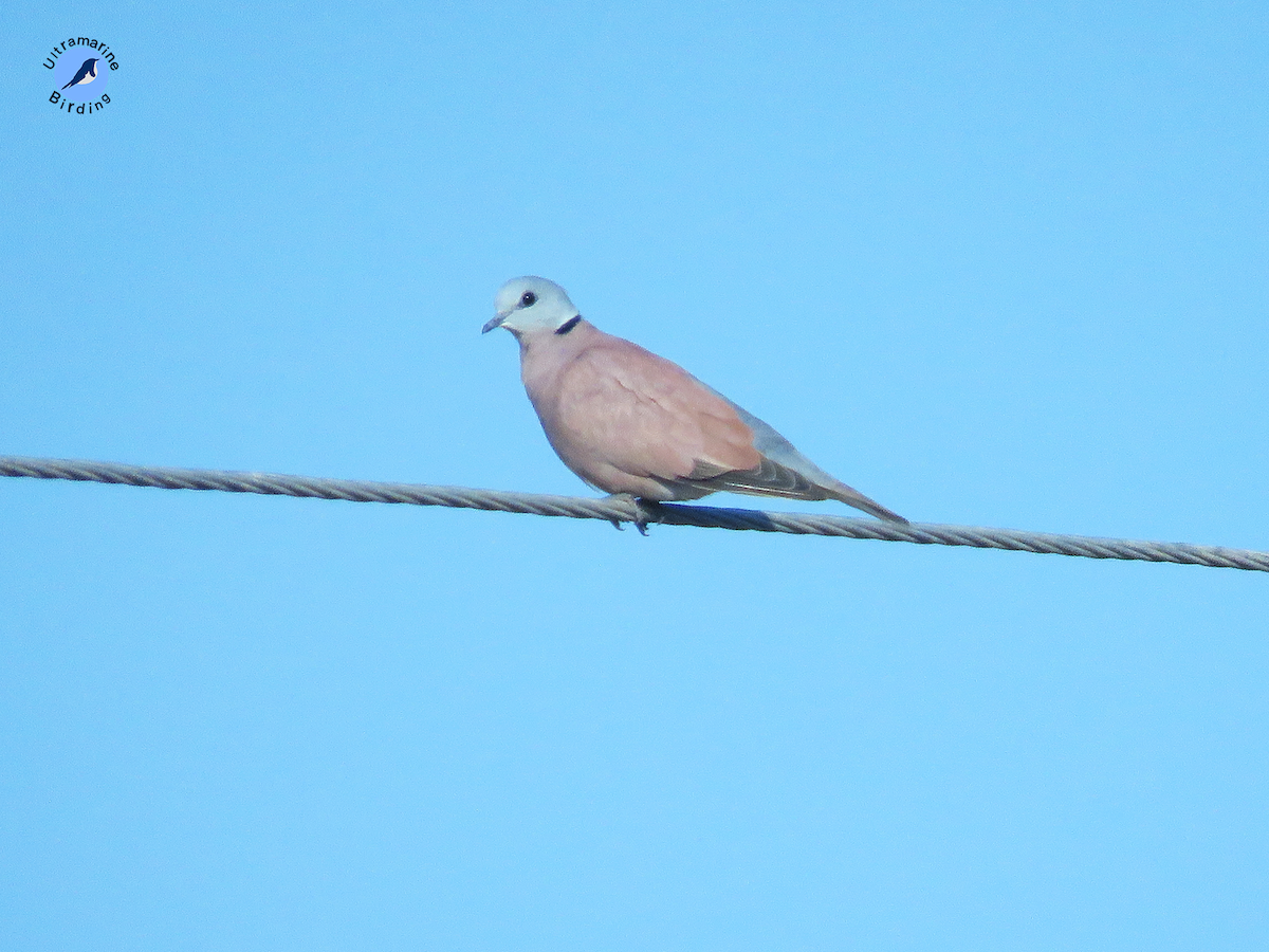 Eurasian Collared-Dove - ML614584380