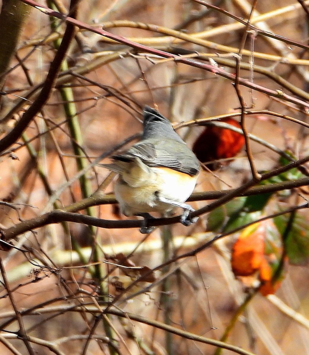 Tufted Titmouse - ML614584385