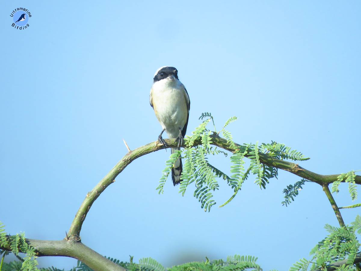 Siberian Stonechat - ML614584388