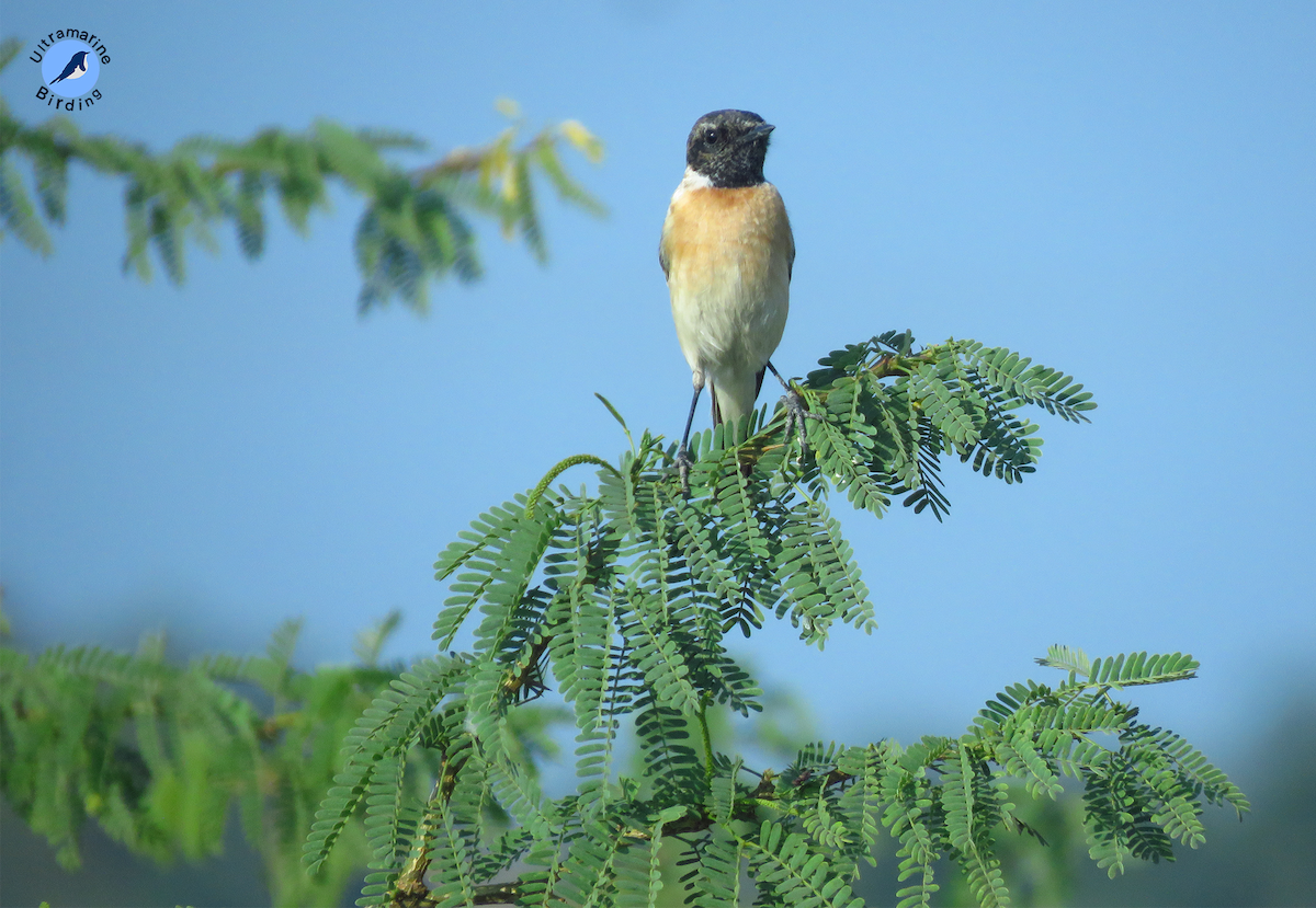 Siberian Stonechat - ML614584389