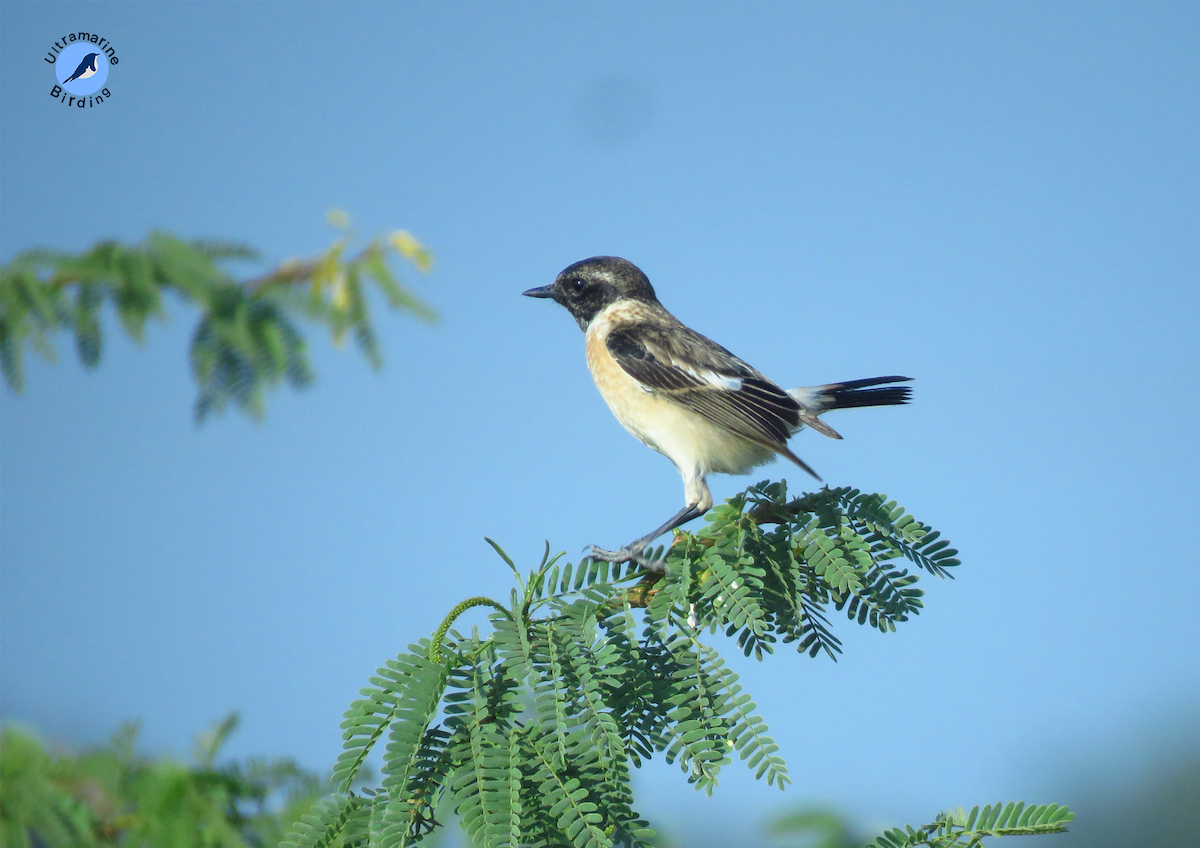 Siberian Stonechat - ML614584390