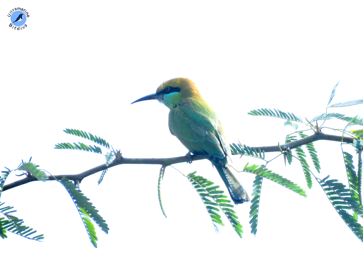 Asian Green Bee-eater - ML614584395