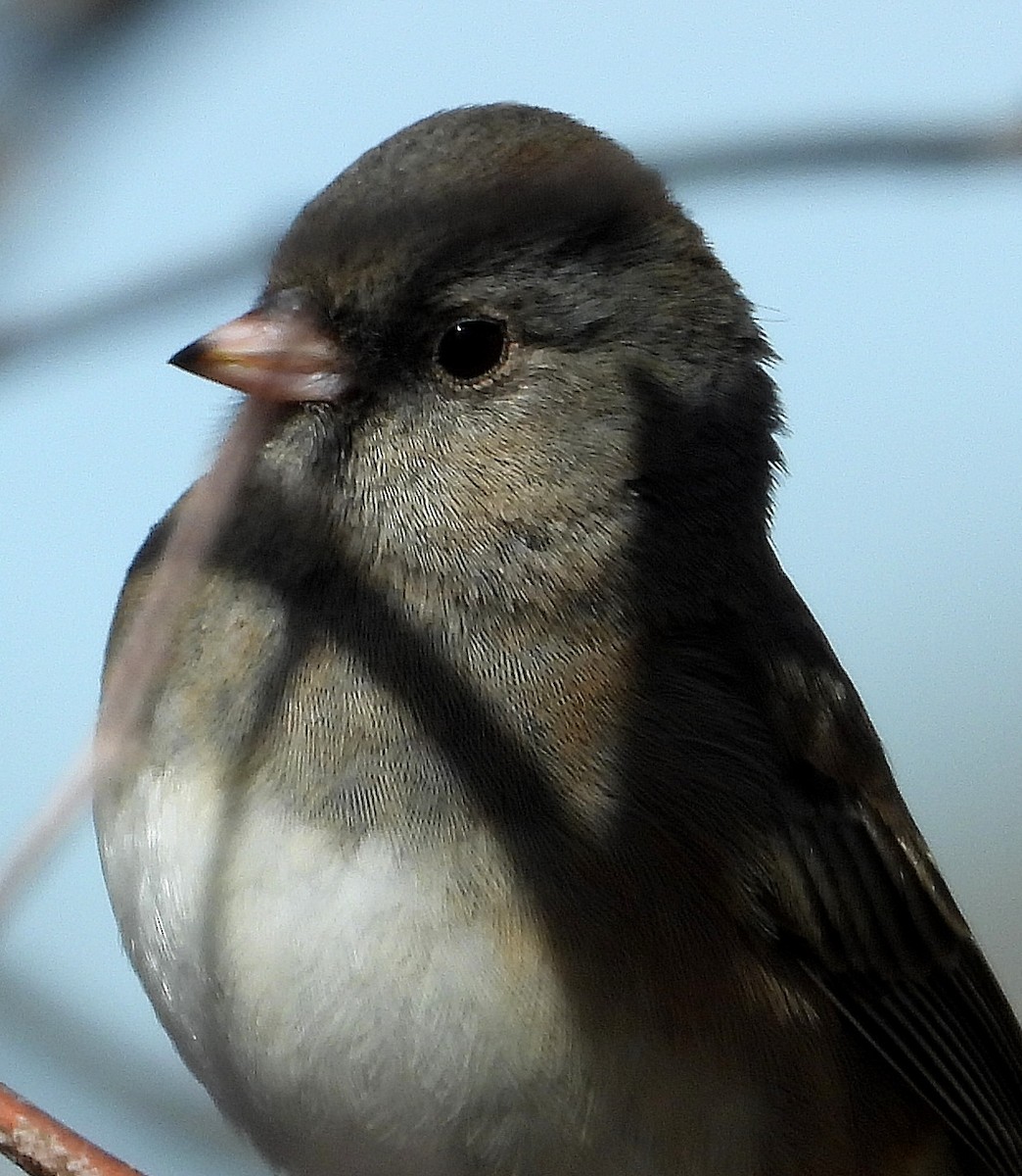 Dark-eyed Junco - Jay Huner