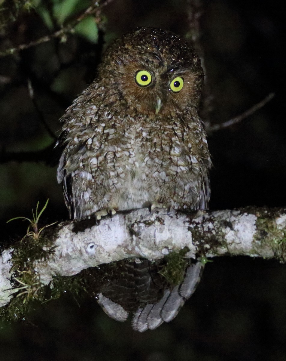 Bare-shanked Screech-Owl - Rick Folkening