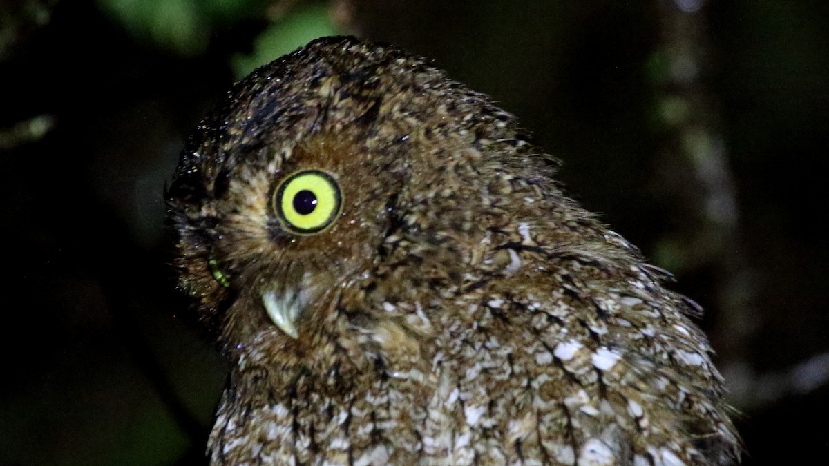 Bare-shanked Screech-Owl - Rick Folkening