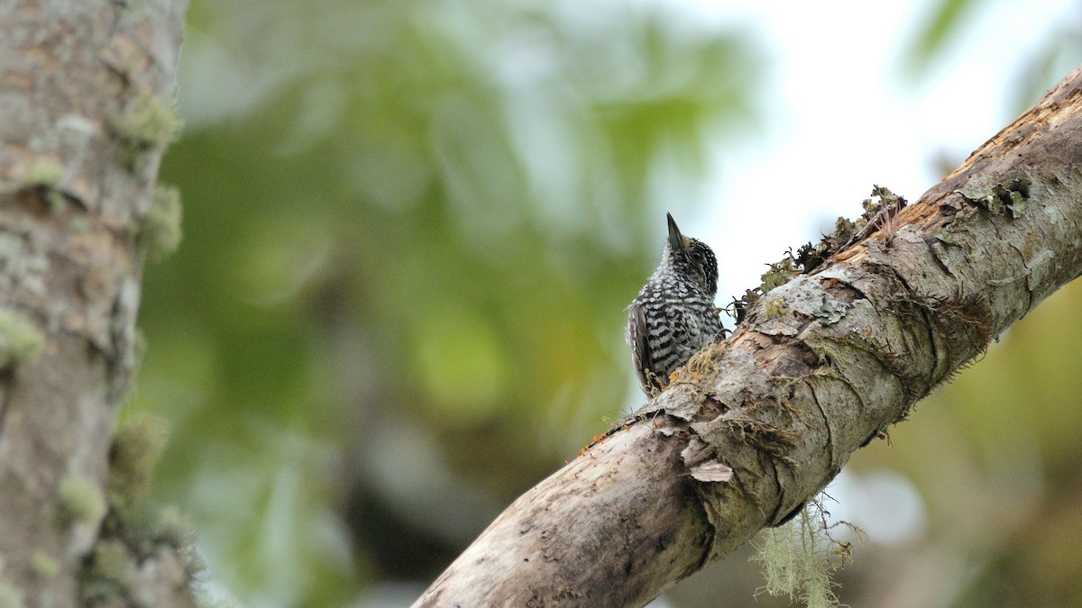 Speckle-chested Piculet - Miguel Aguilar @birdnomad