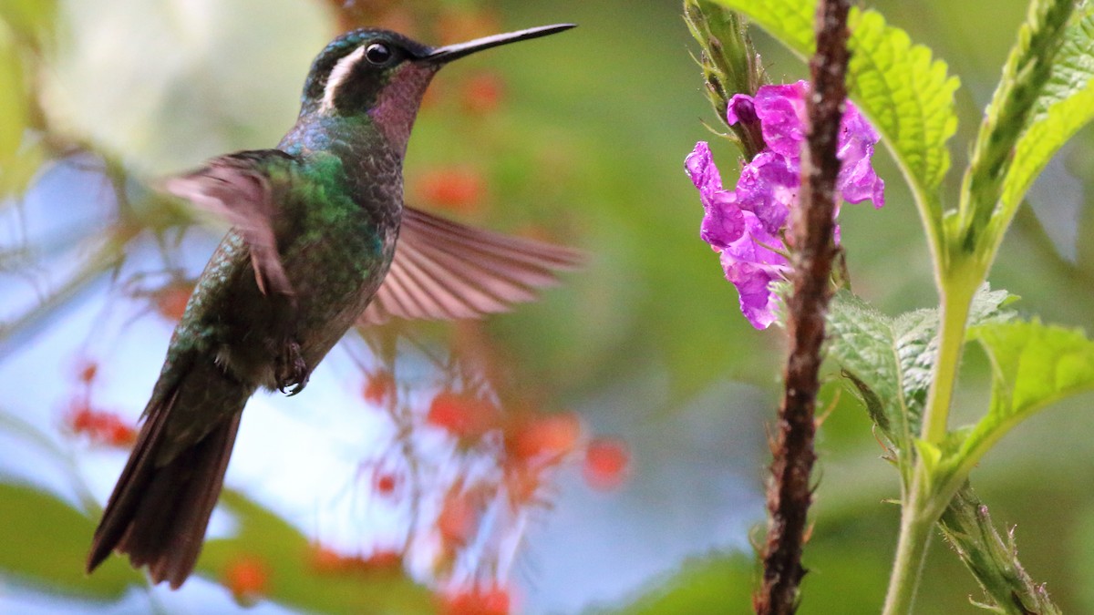 kolibřík fialovohrdlý - ML614584478