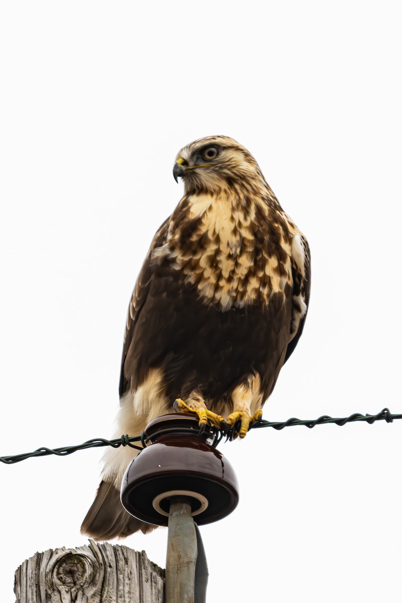 Rough-legged Hawk - ML614584494