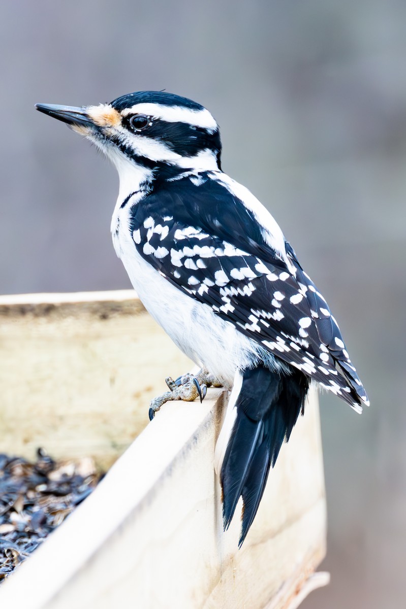 Hairy Woodpecker - ML614584502