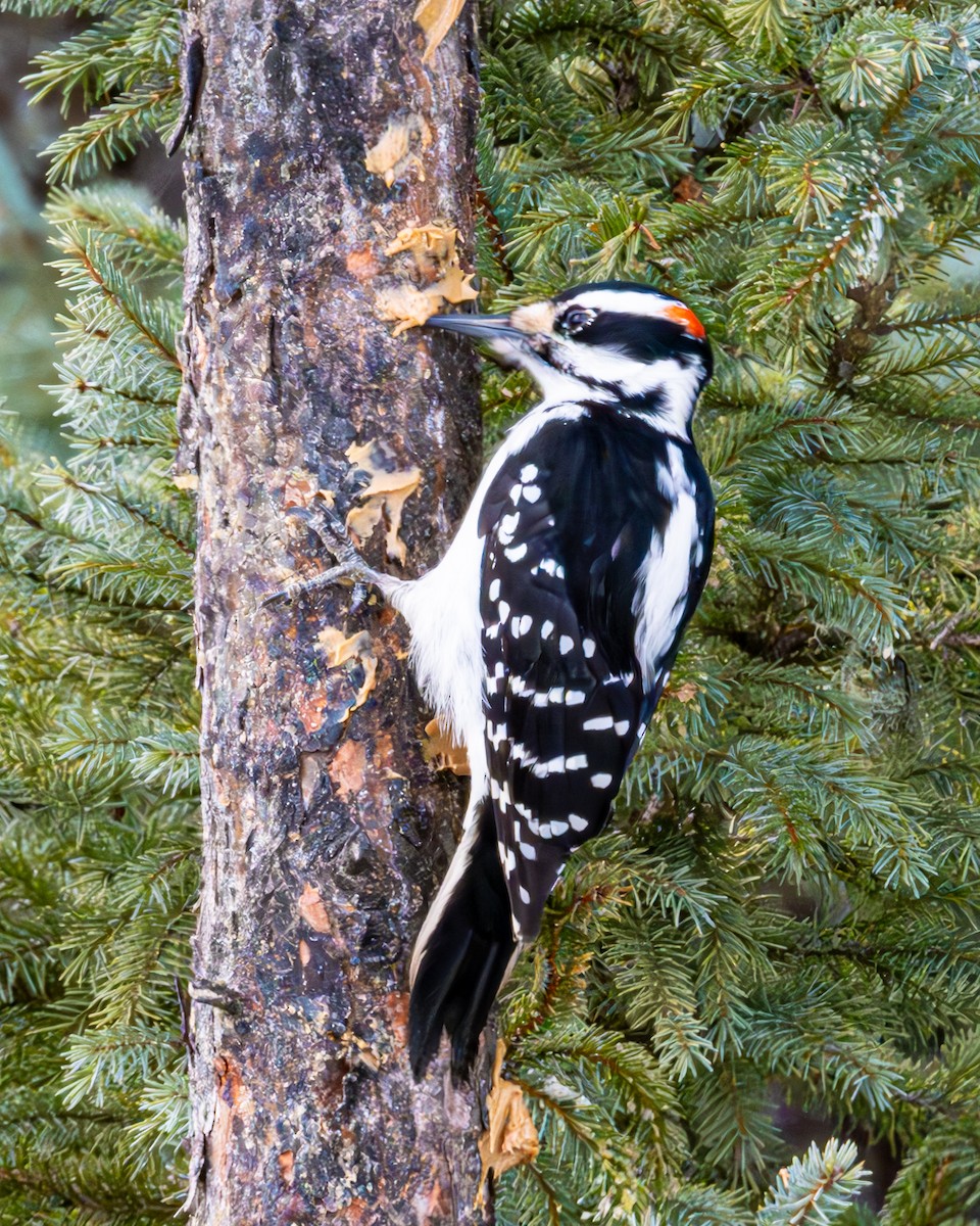 Hairy Woodpecker - ML614584507