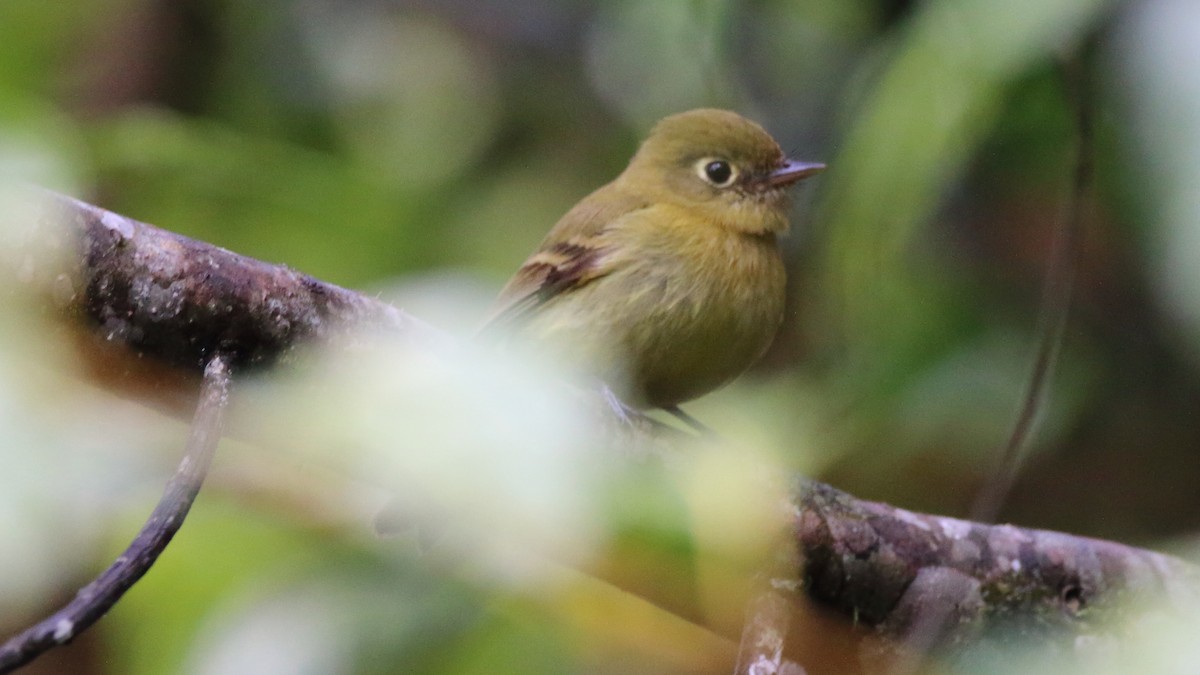 Yellowish Flycatcher - Rick Folkening