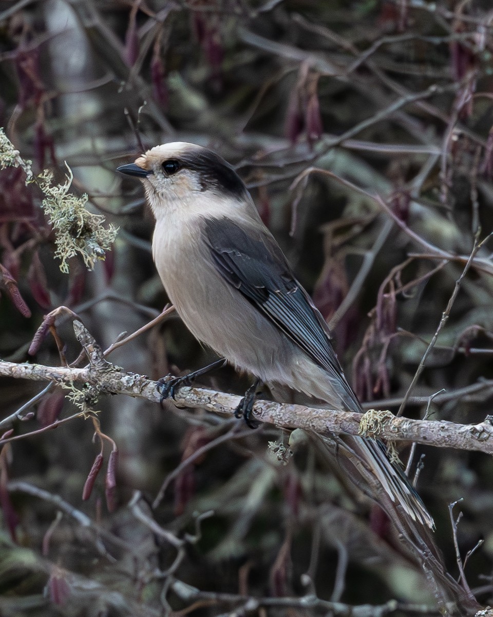 Canada Jay - ML614584528