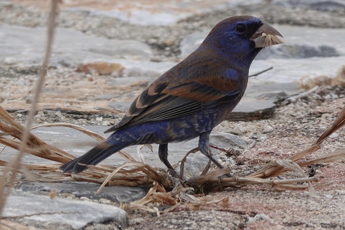 Blue Grosbeak - ML614584577