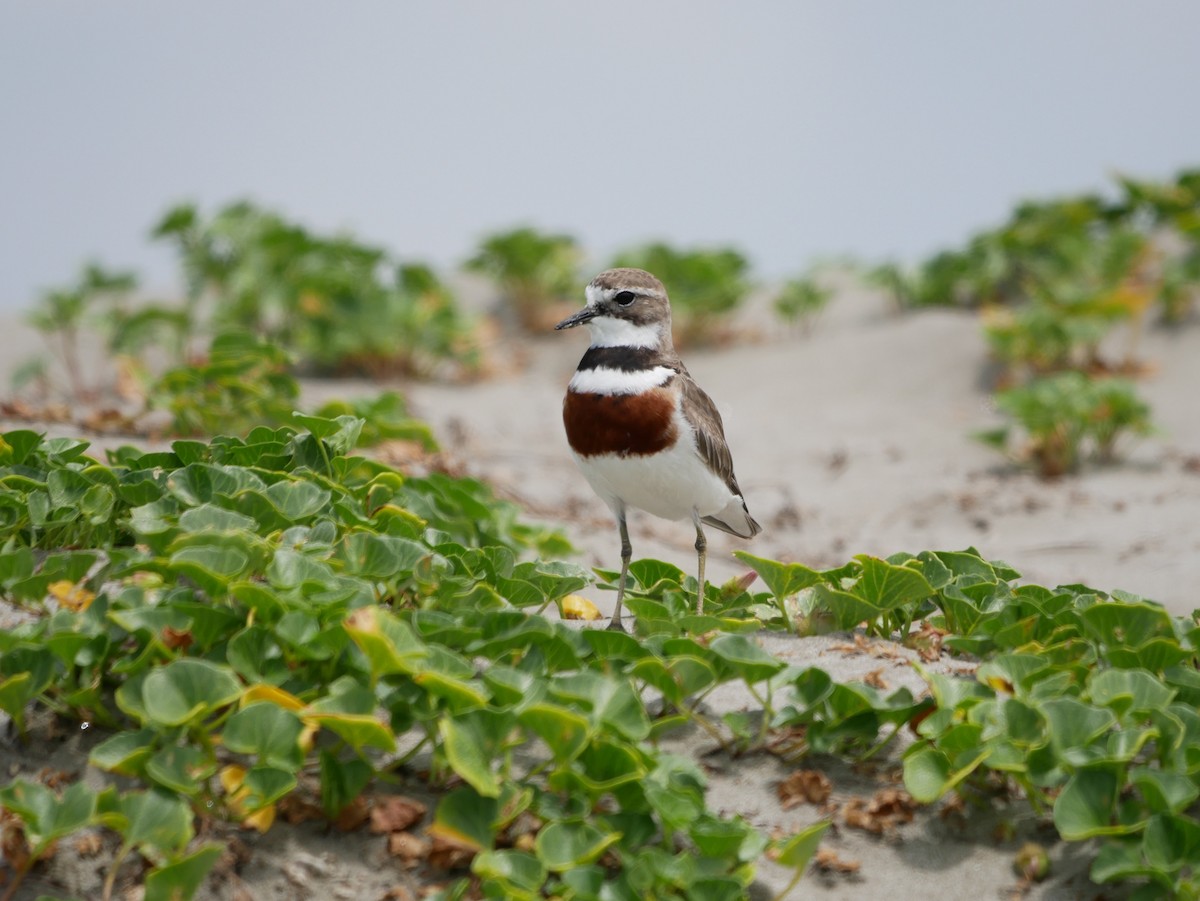 Double-banded Plover - ML614584627