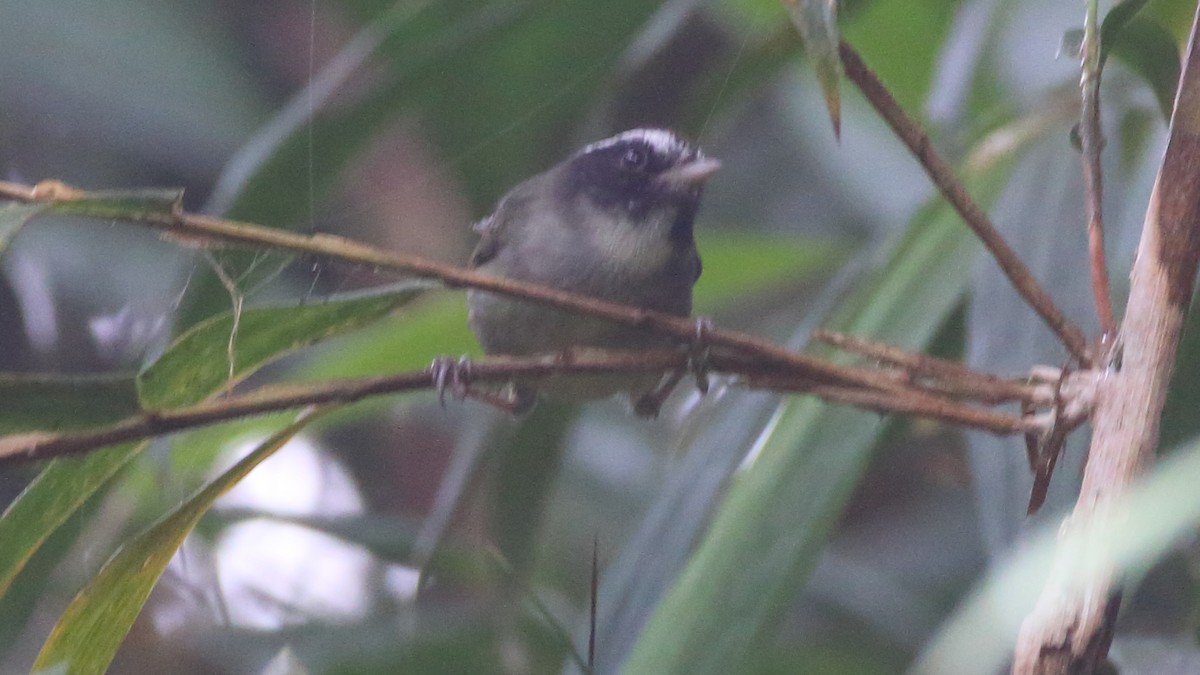 Black-cheeked Warbler - Rick Folkening