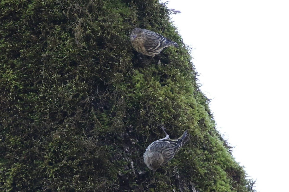 Pine Siskin - ML614584630