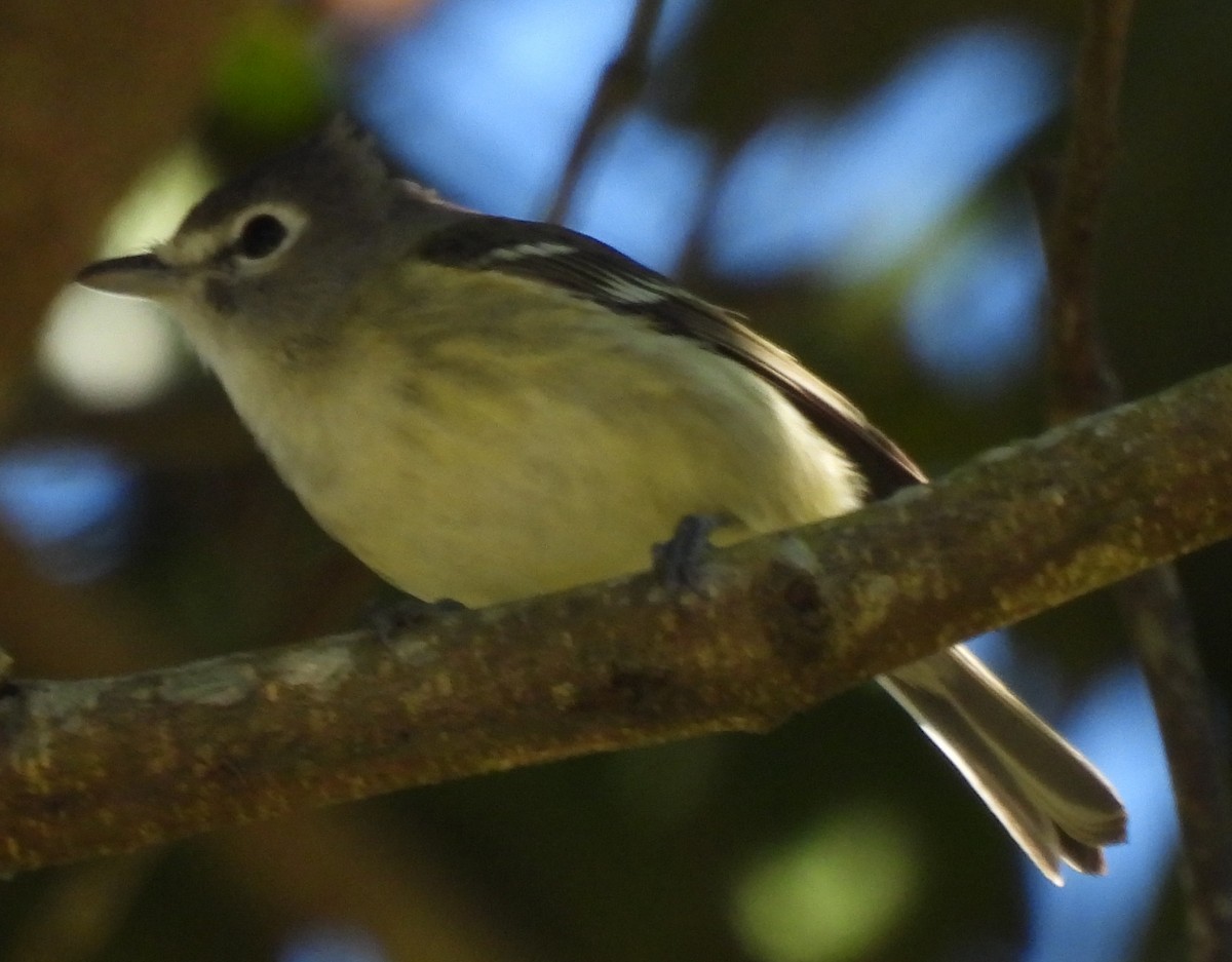 Vireo Plomizo (notius/montanus) - ML614584635