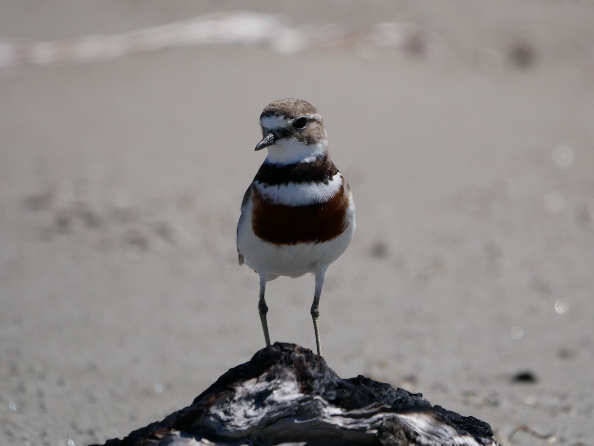 Double-banded Plover - ML614584636