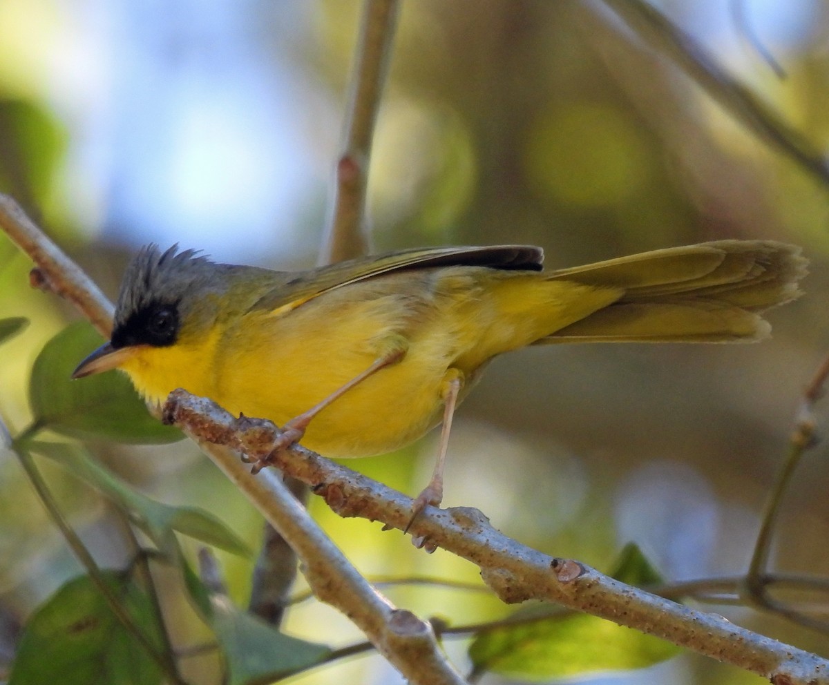 Gray-crowned Yellowthroat - ML614584644