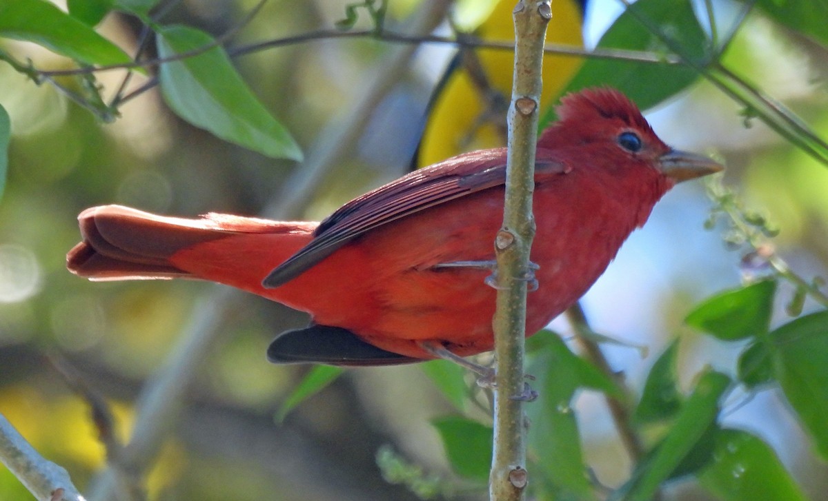 Piranga Roja - ML614584648