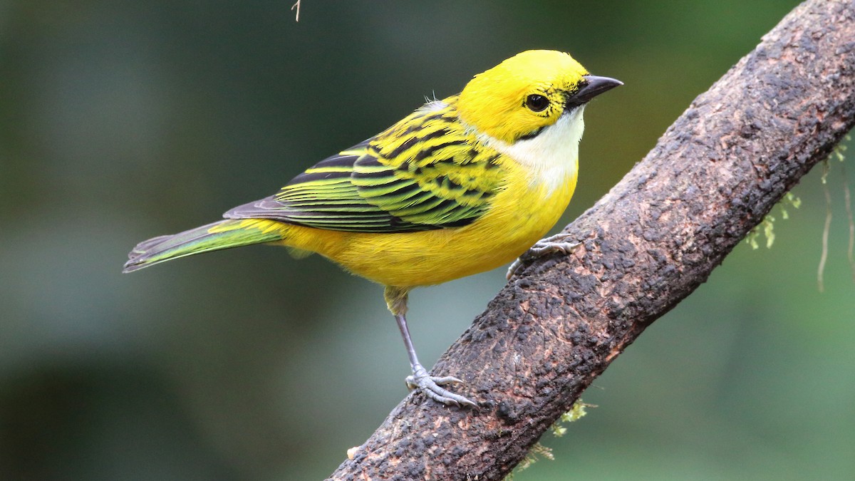Silver-throated Tanager - Rick Folkening