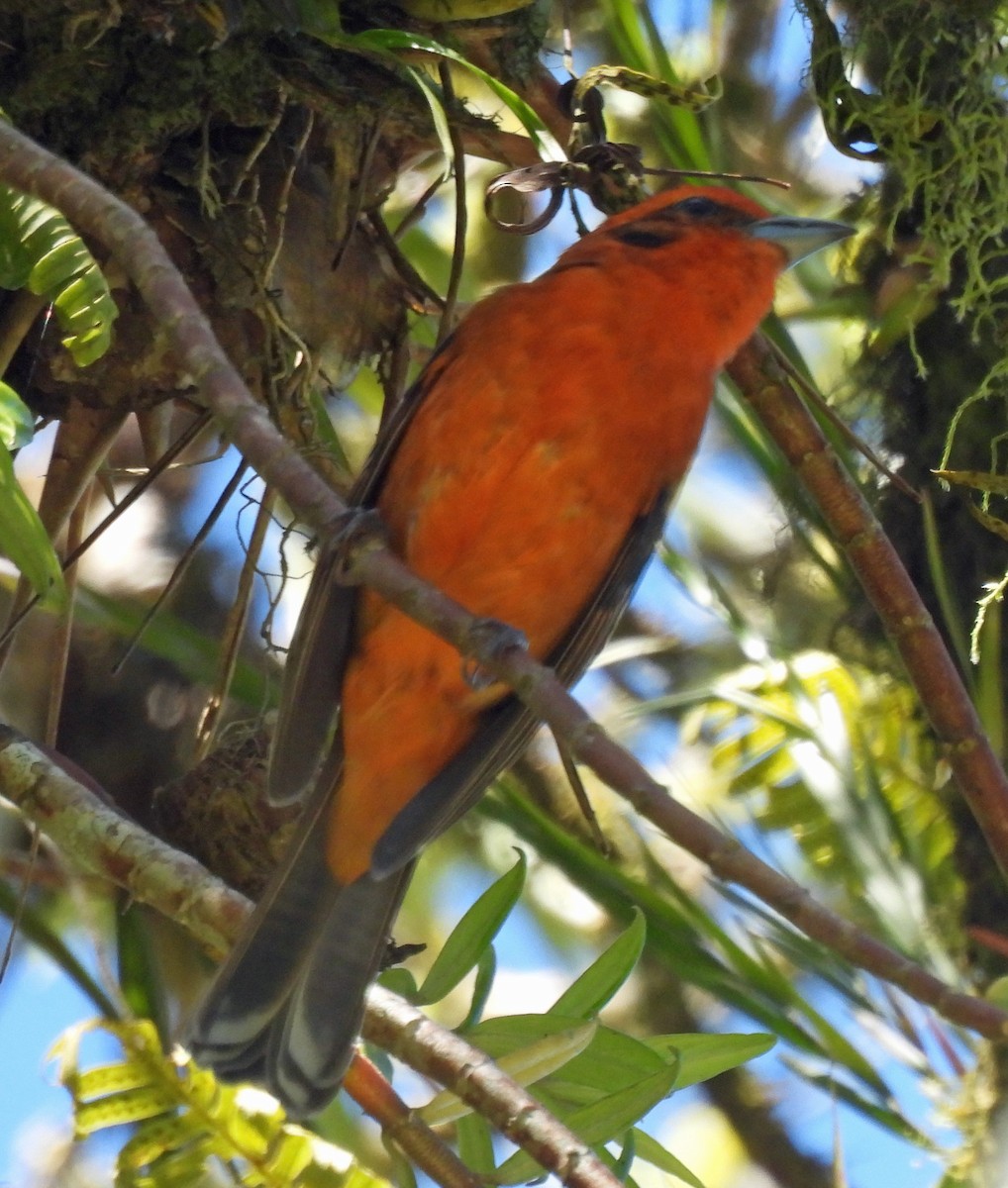 Piranga à dos rayé - ML614584685