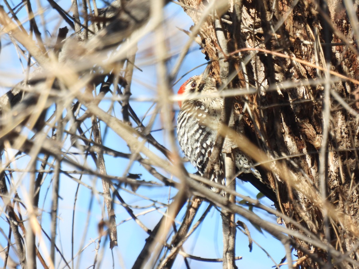 Ladder-backed Woodpecker - ML614584708