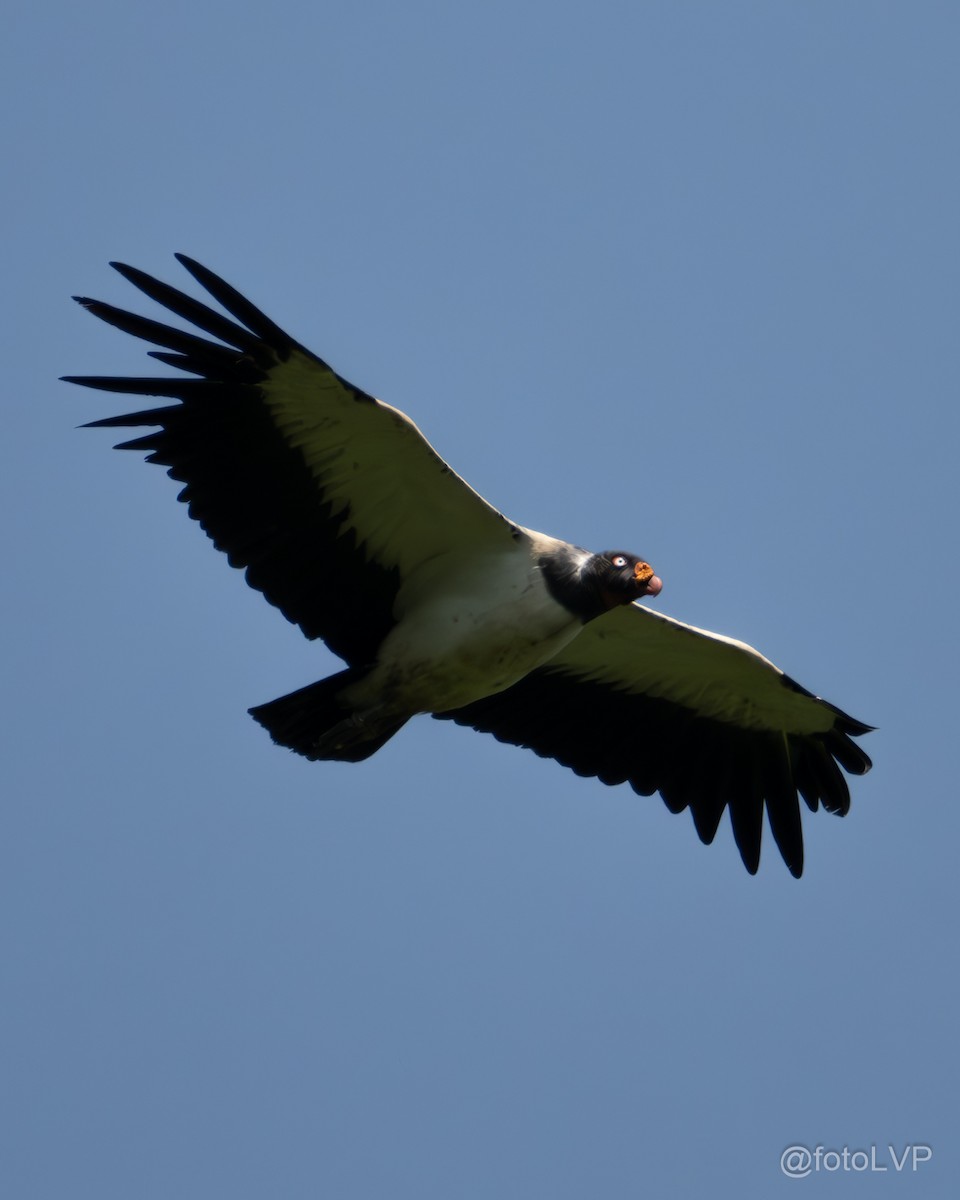 King Vulture - ML614584714