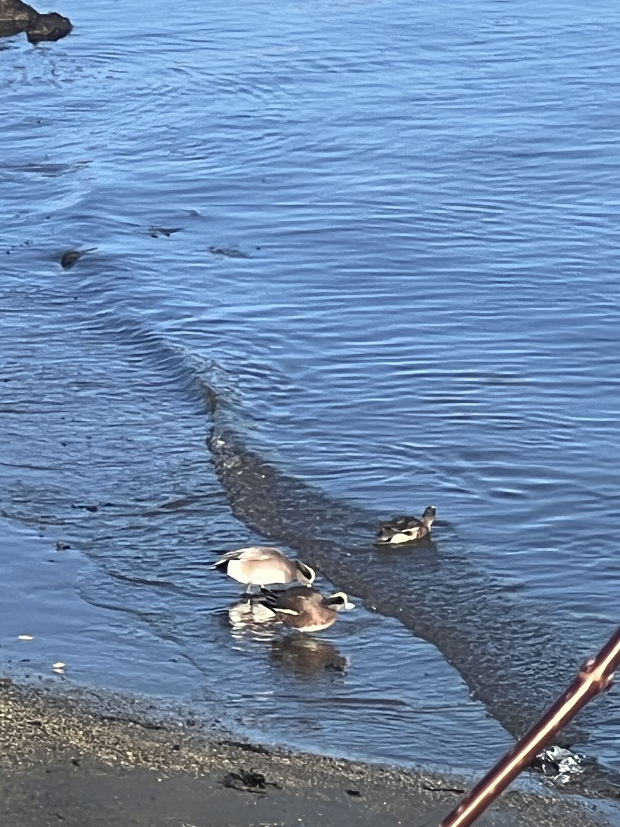 American Wigeon - chel sea