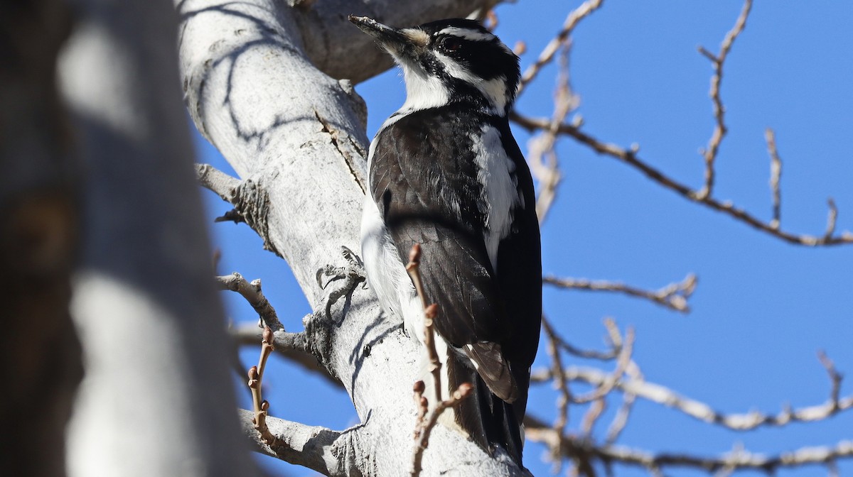 Hairy Woodpecker - ML614584984