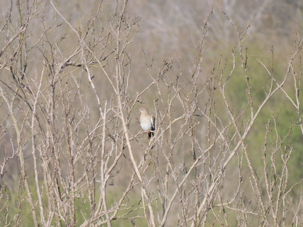 White-winged Dove - Josh Bremer