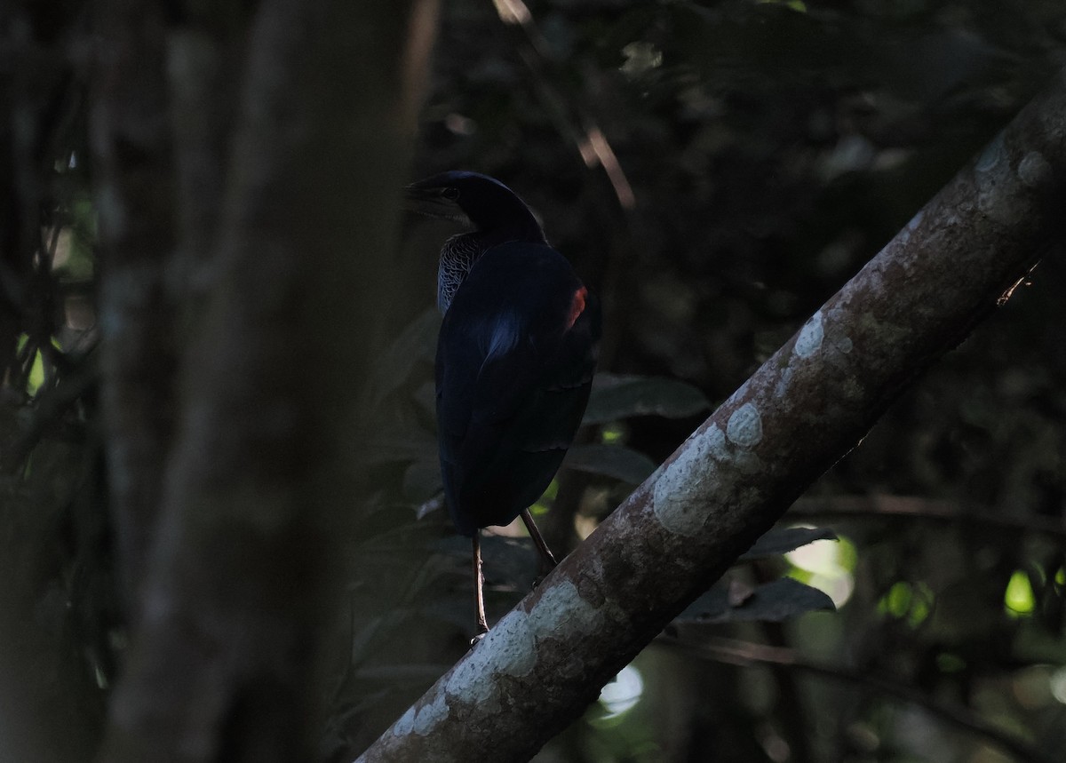 Agami Heron - Scott (瑞興) LIN(林)