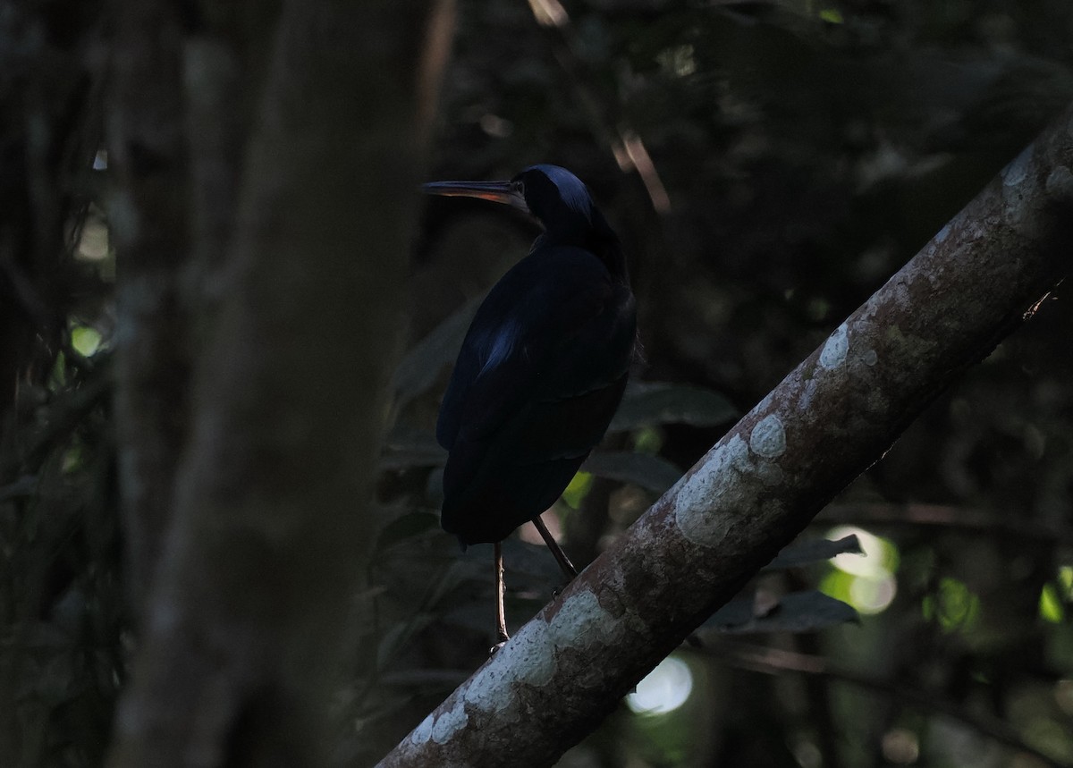 Agami Heron - Scott (瑞興) LIN(林)