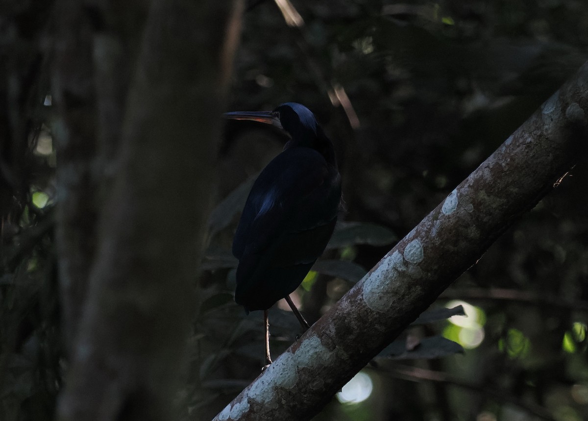 Agami Heron - Scott (瑞興) LIN(林)