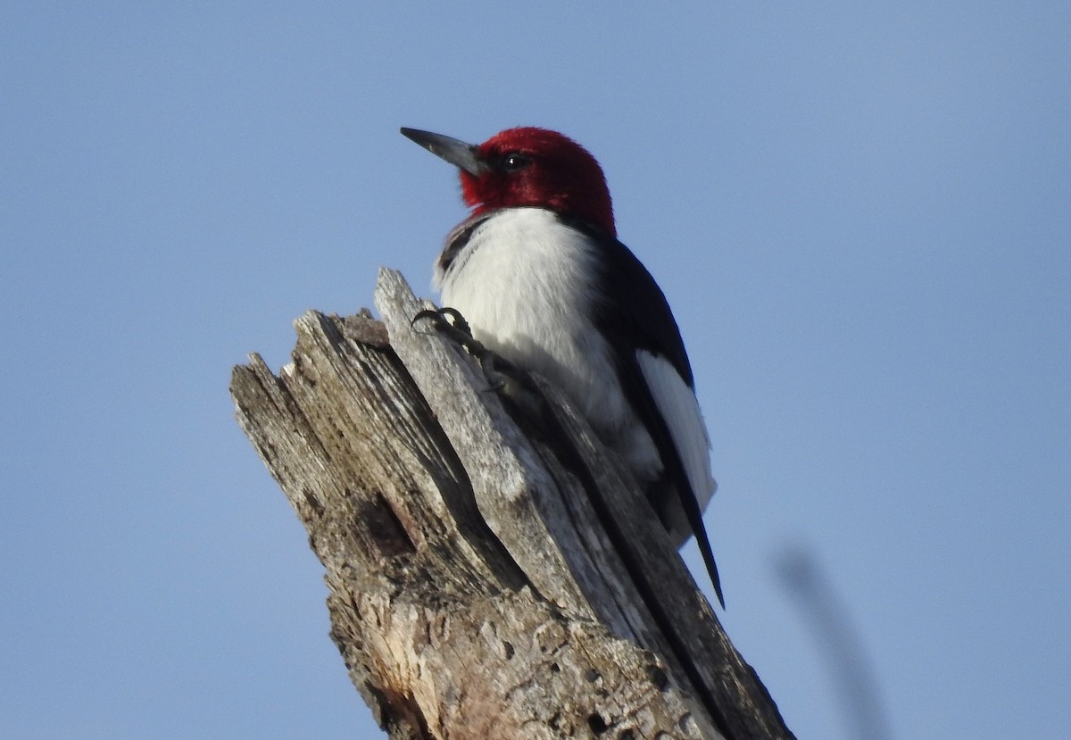 Pic à tête rouge - ML614585041