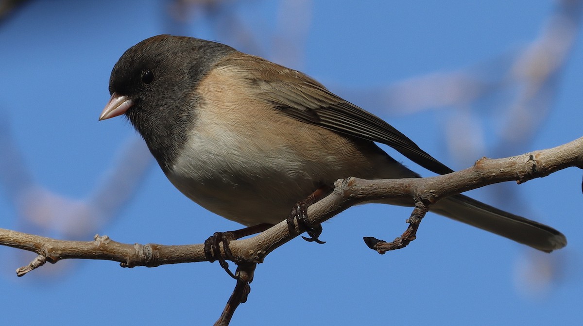 Dark-eyed Junco - ML614585094