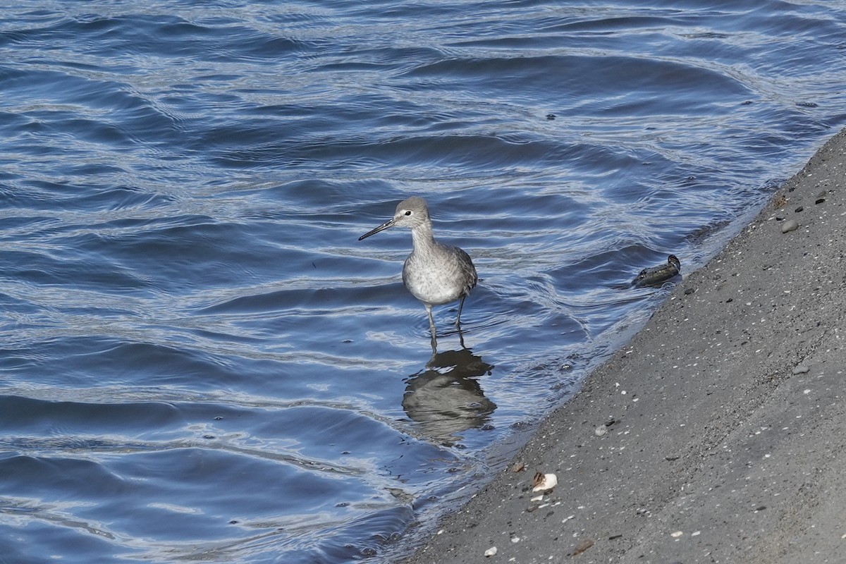 Willet - ML614585114