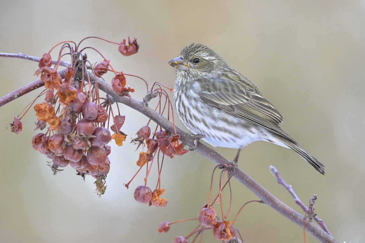 Purple Finch - Ben  Sonnenberg