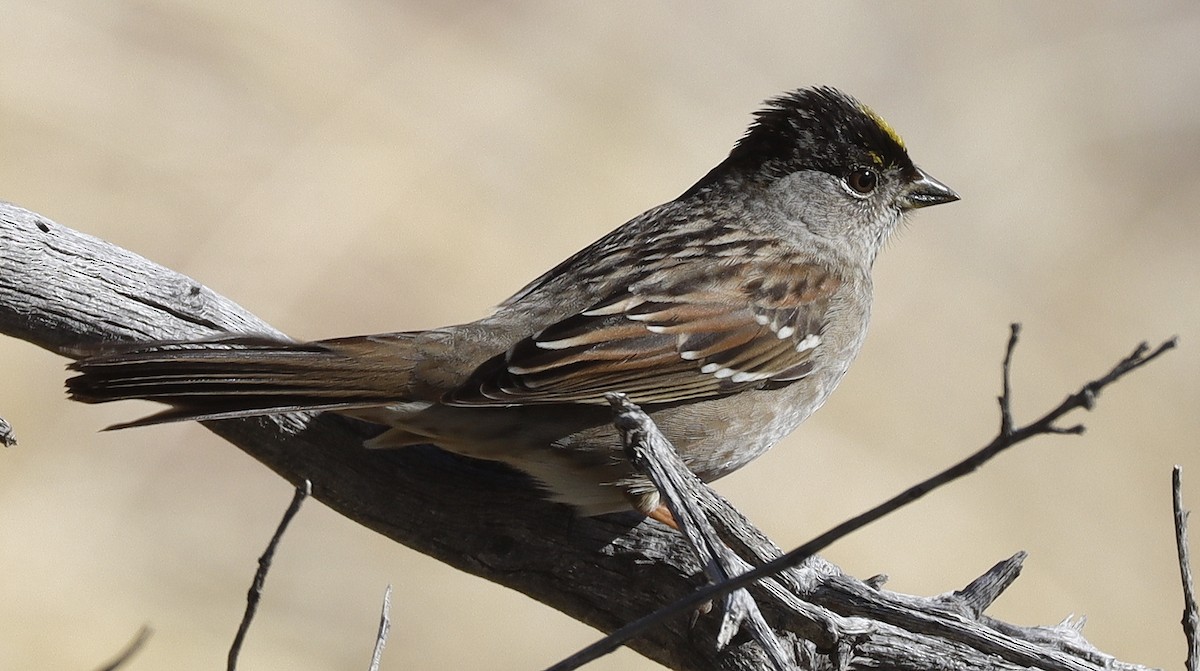 Golden-crowned Sparrow - Alison Sheehey